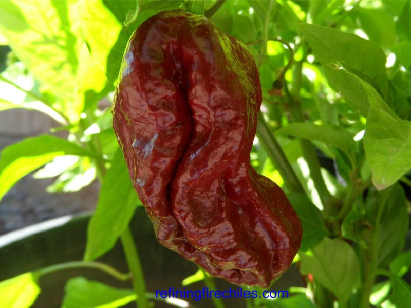 Trinidad 7 Pot Douglah 13