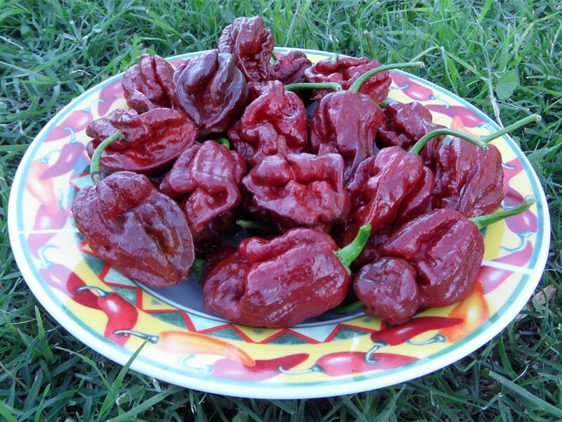 Trinidad 7 Pot Douglah 33