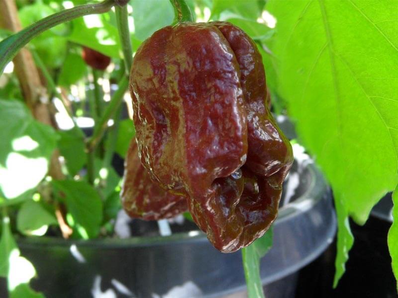 Trinidad 7 Pot Douglah 38