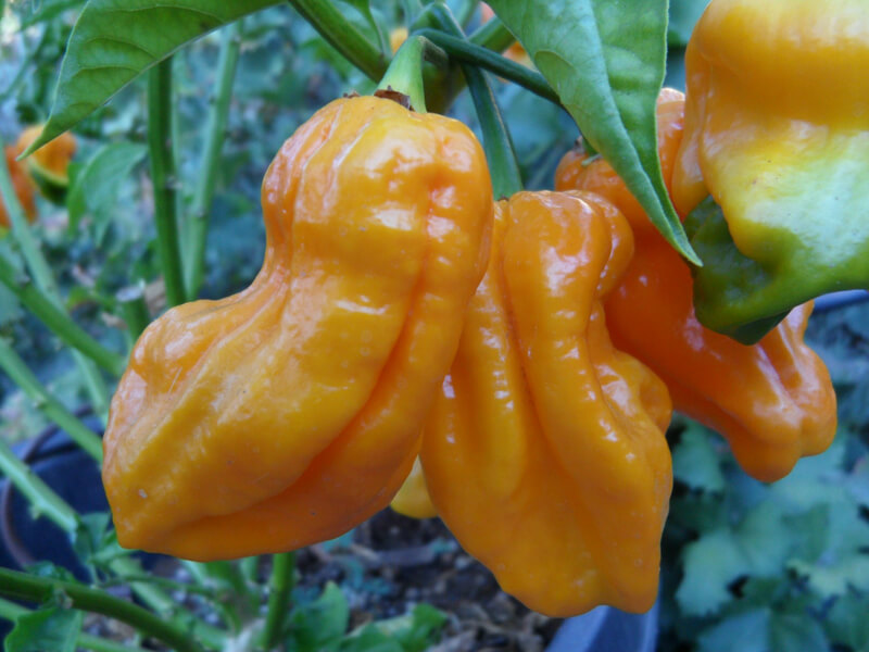 Trinidad 7 Pot Gigantic SR 1
