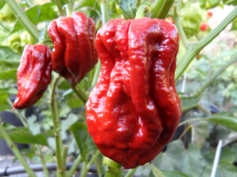 Trinidad 7 Pot Gigantic SR 2