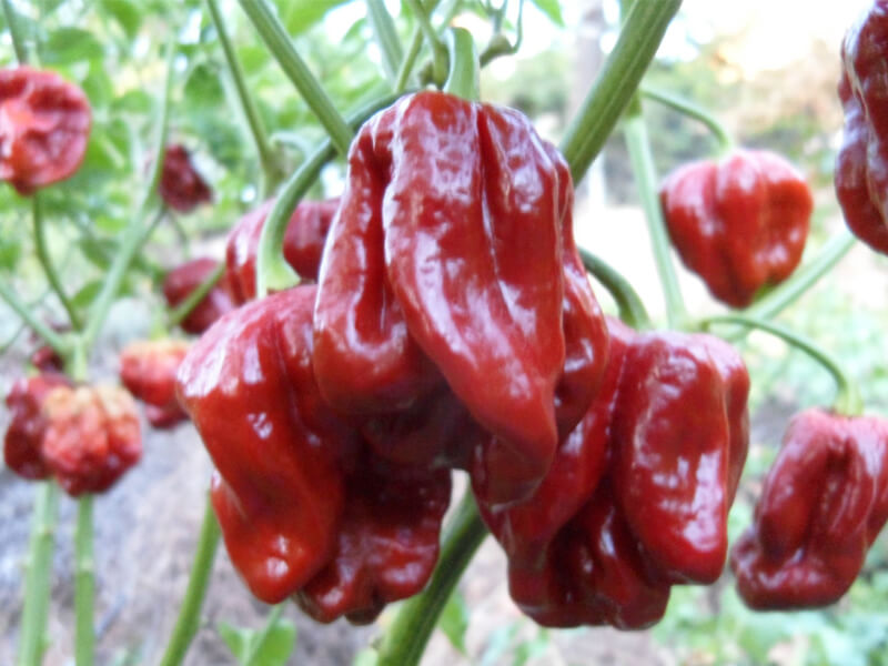 Trinidad 7 Pot Gigantic SR 4