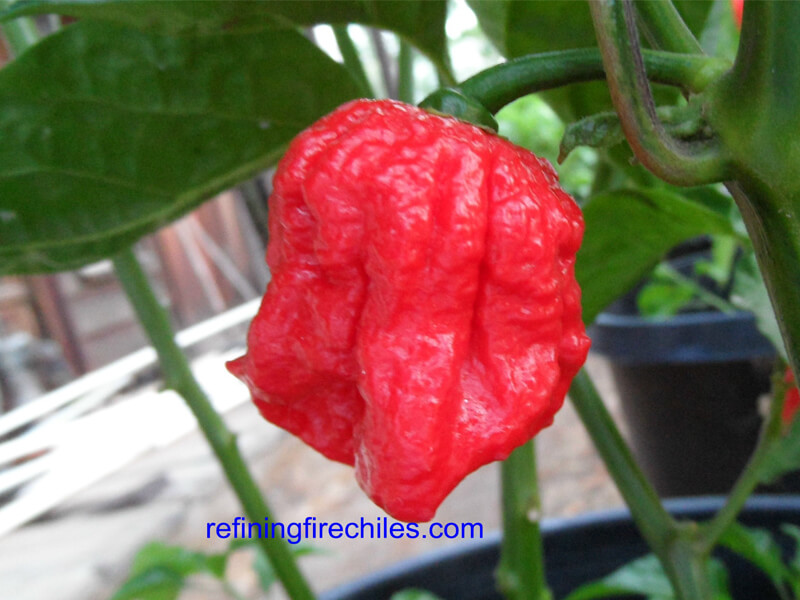 Trinidad 7 Pot Jonah 27