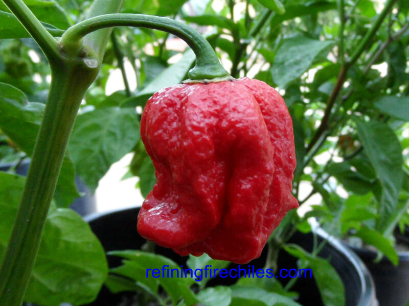 Trinidad 7 Pot Jonah 31