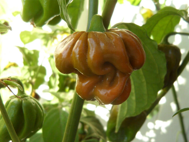 Trinidad 7 Pot Mustard 21