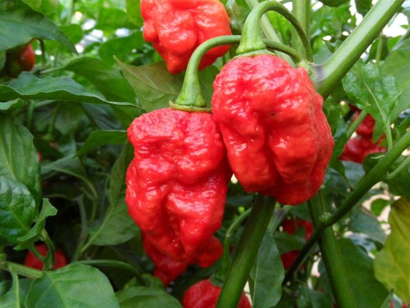 Trinidad 7 Pot Primo 23