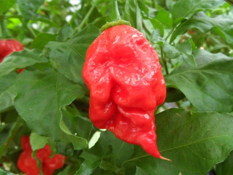 Trinidad 7 Pot Primo 39