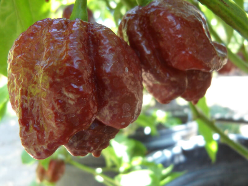 Trinidad Chocolate Scorpion 10