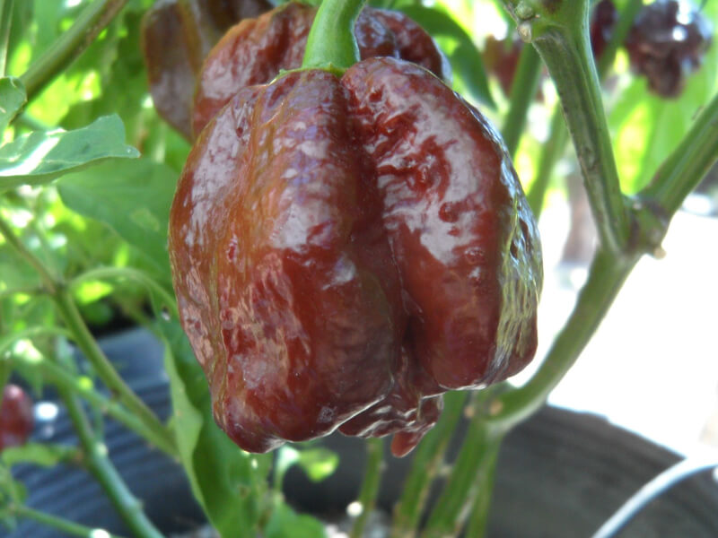 Trinidad Chocolate Scorpion 15