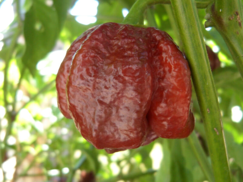 Trinidad Chocolate Scorpion 26