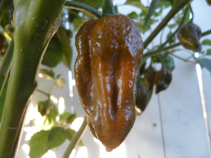 Trinidad Mustard Scorpion 12