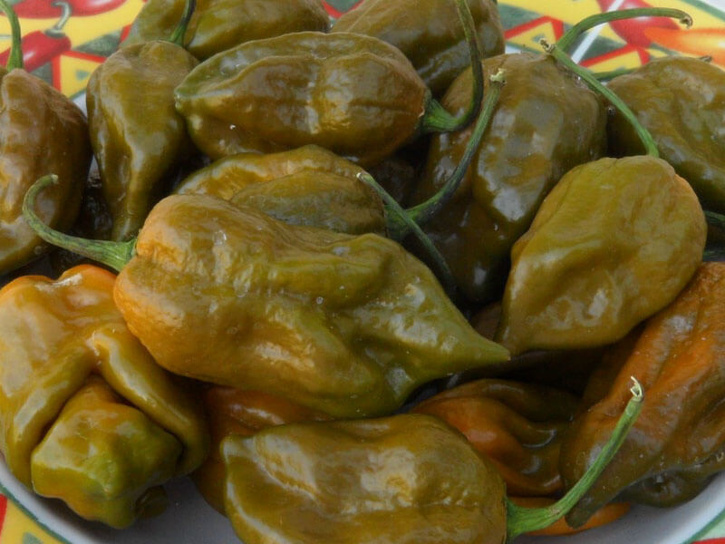Trinidad Mustard Scorpion 8