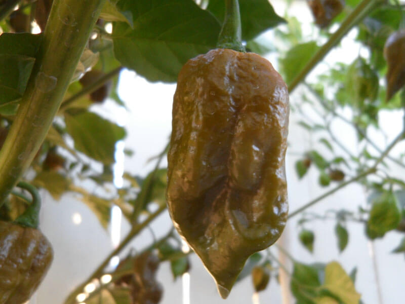 Trinidad Mustard Scorpion 9