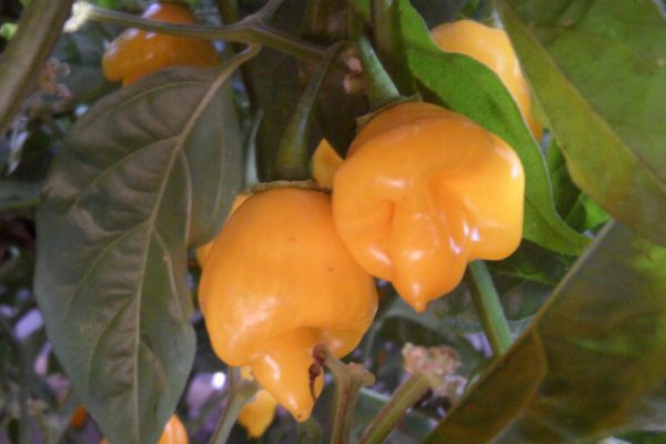 Trinidad Perfume 5