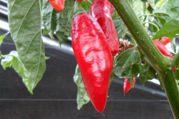 Trinidad Pimento 1