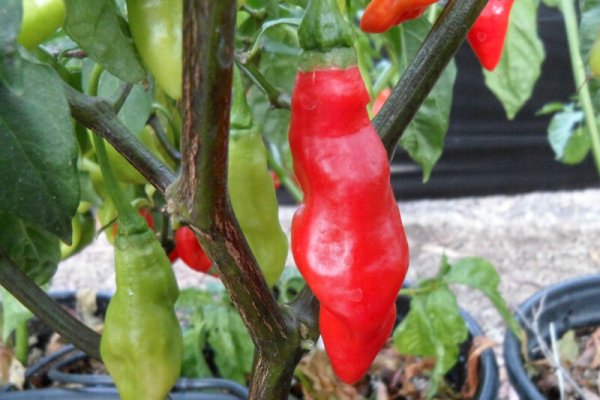 Trinidad Pimento 2