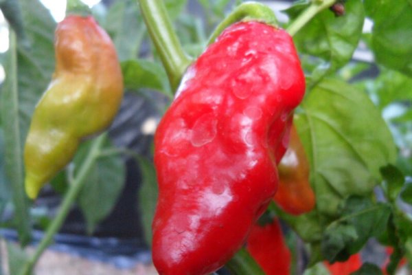 Trinidad Pimento 3