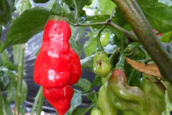 Trinidad Pimento 4