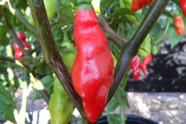 Trinidad Pimento 5