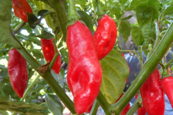 Trinidad Pimento 6