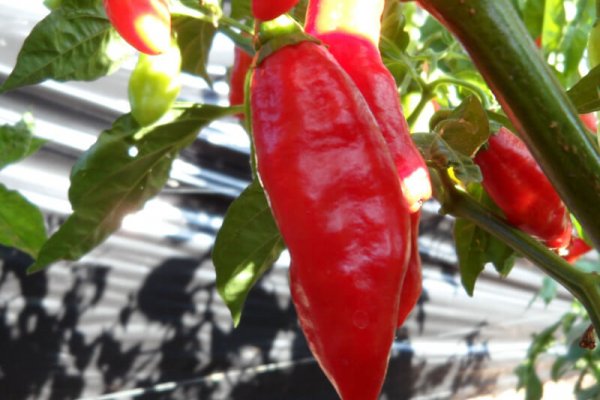 Trinidad Pimento 7