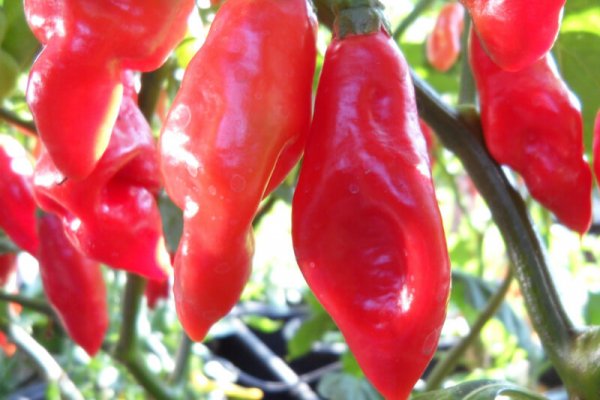 Trinidad Pimento 8
