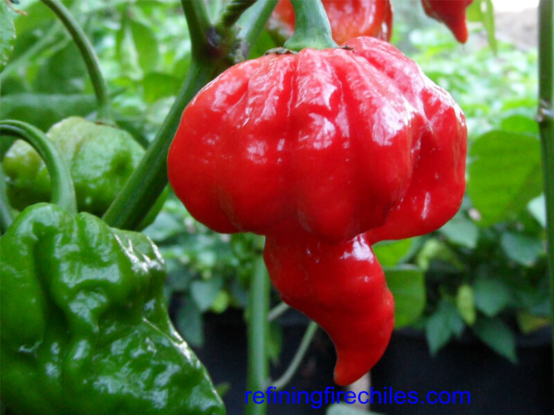 Trinidad Scorpion 17