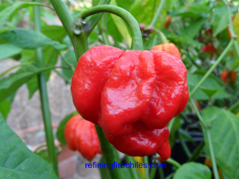 Trinidad Scorpion 47
