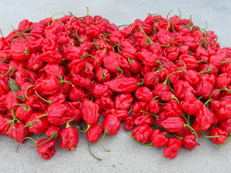 Trinidad Scorpion 49
