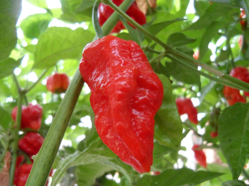 Trinidad Scorpion Large 10