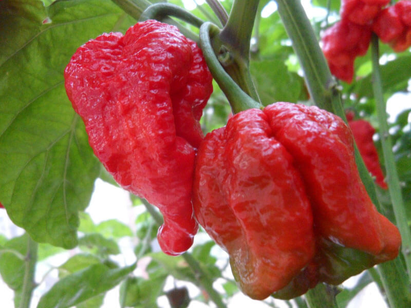 Trinidad Scorpion Large 5