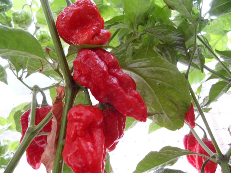 Trinidad Scorpion Large 6