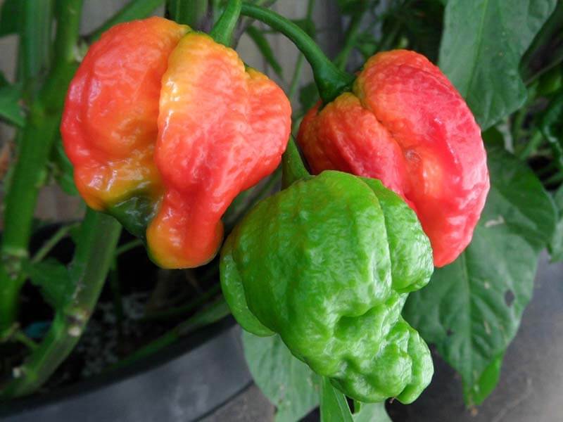 Trinidad Sunrise Scorpion 14