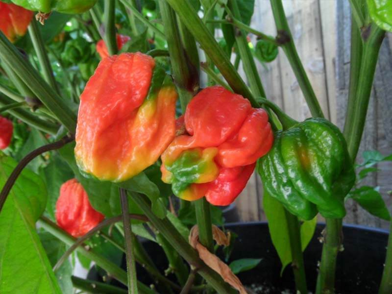 Trinidad Sunrise Scorpion 20
