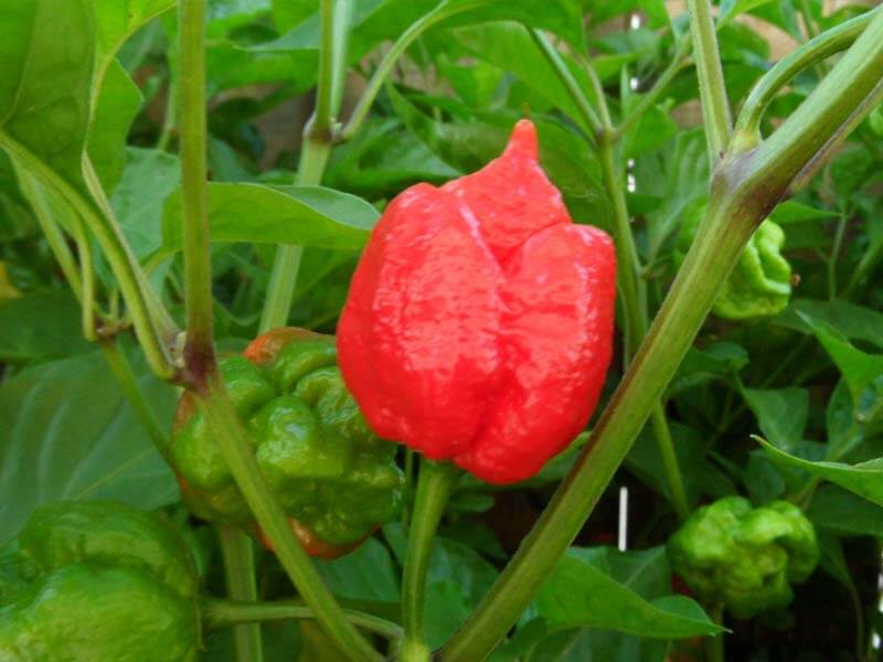 Trinidad Sunrise Scorpion 40