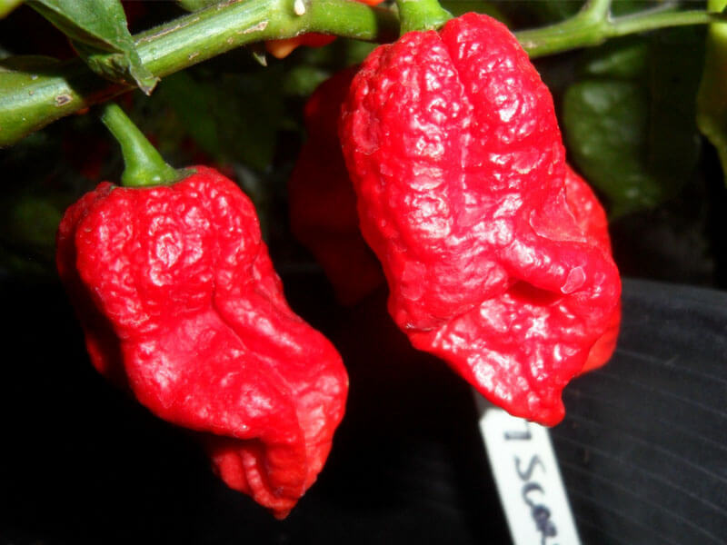 Trinidad VV7 Scorpion 10