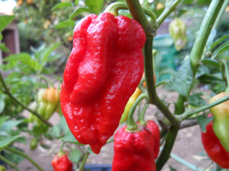 Trinidad VV7 Scorpion 11