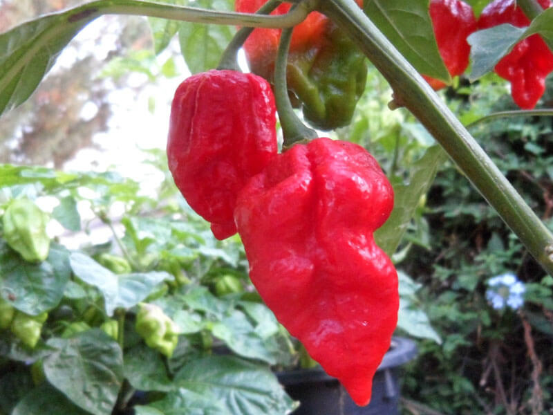 Trinidad VV7 Scorpion 3