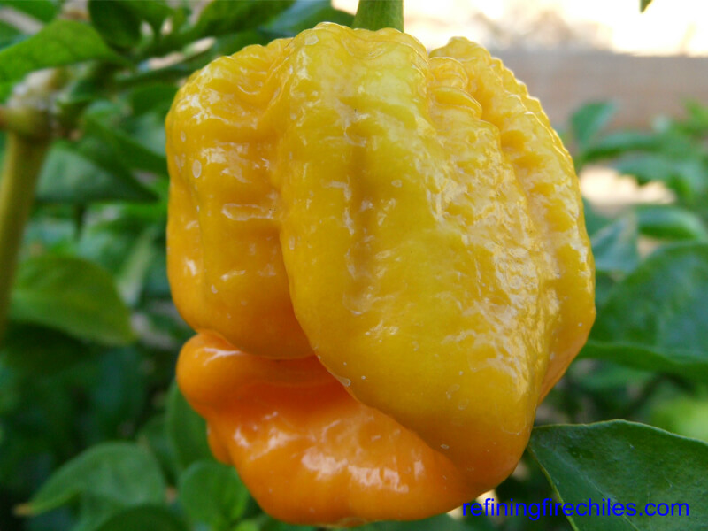 Trinidad Yellow 7 Pot 38