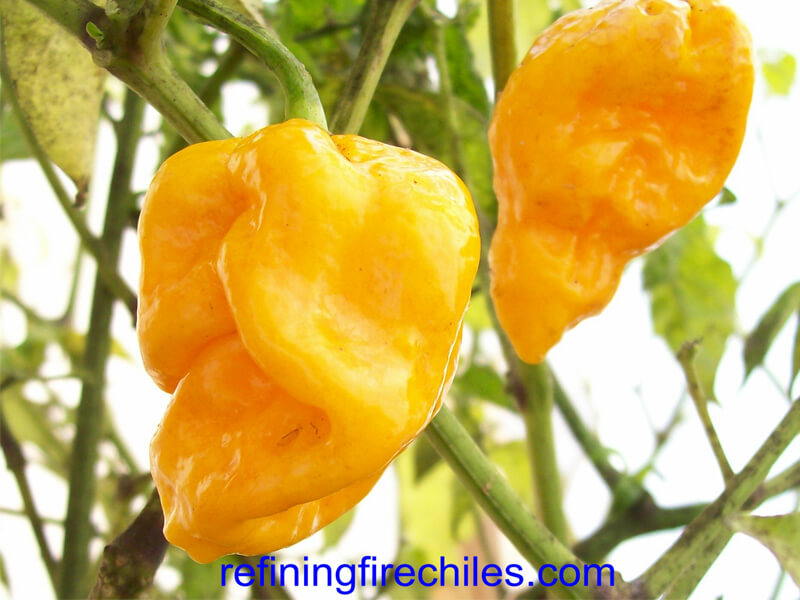 Trinidad Yellow 7 Pot 65