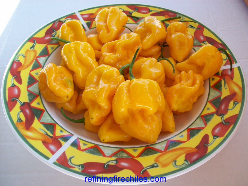 Trinidad Yellow 7 Pot 69