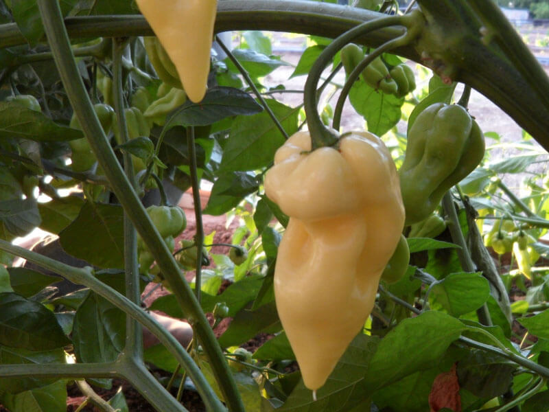 White Bhut Jolokia 1