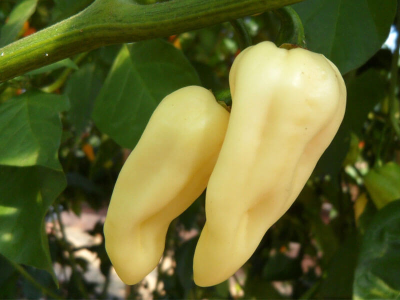 White Bhut Jolokia 13