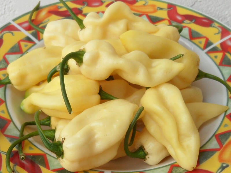 White Bhut Jolokia 4