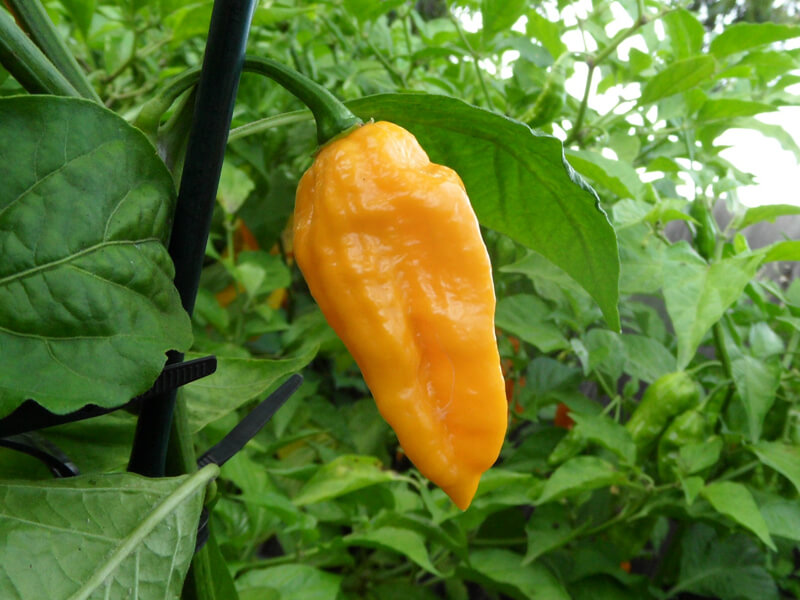 Yellow Bhut Jolokia 18