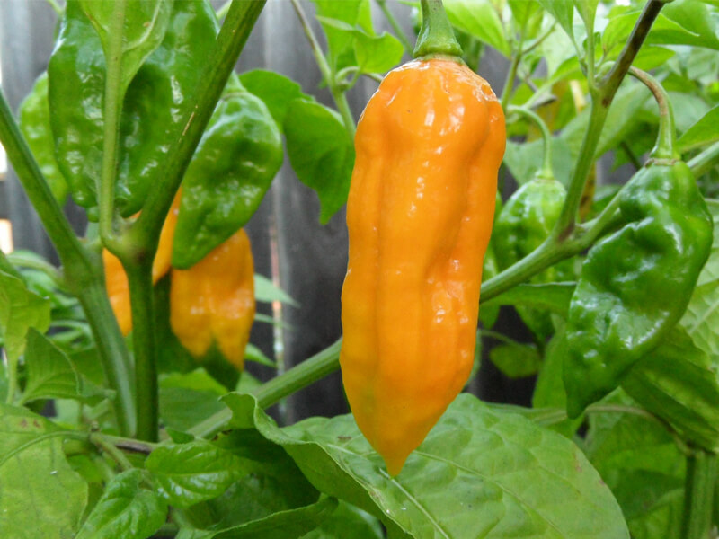 Yellow Bhut Jolokia 25