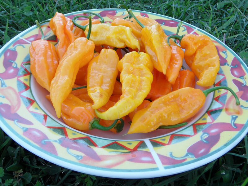 Yellow Bhut Jolokia 37