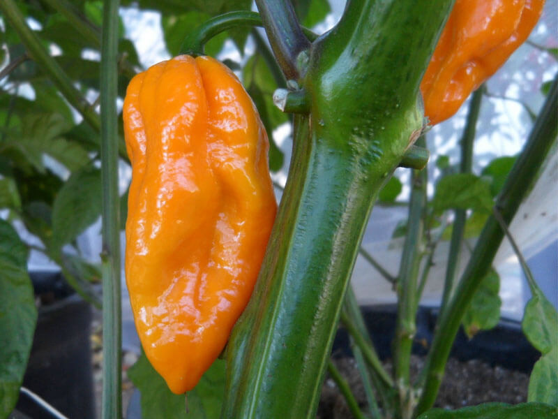 Yellow Naga 1