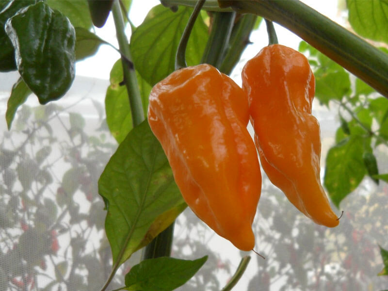 Yellow Naga 5