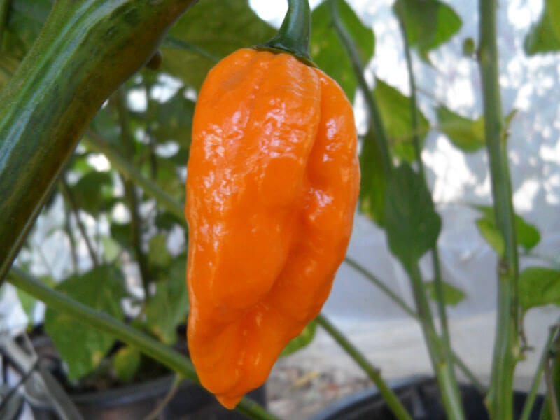 Yellow Naga 6